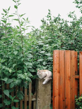 Kedinin oturduğu çit.