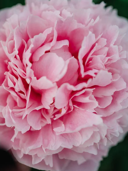 Розовый Пион — стоковое фото