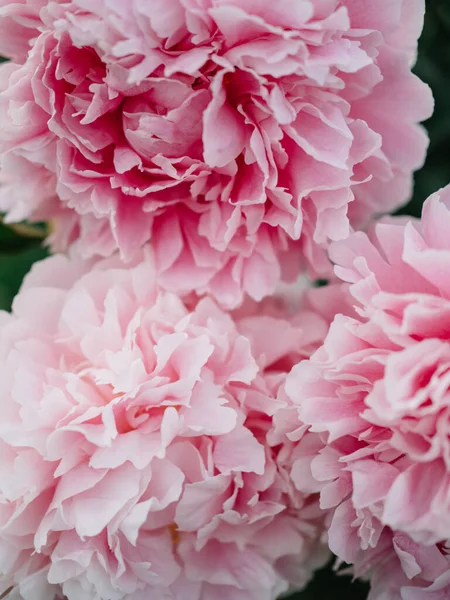 Розовый Пион — стоковое фото