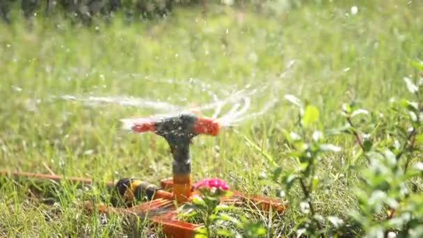 Aspersor de irrigação de jardim . — Vídeo de Stock