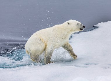 Polar Bear in the Artic near Spitzbergen clipart