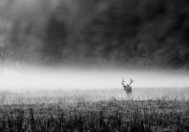 Elk in the Mist clipart