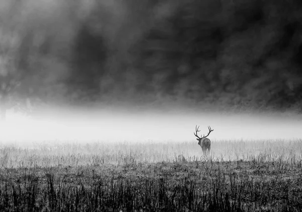 Elk v mlze — Stock fotografie