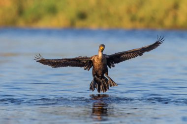 İniş için Comorant gelir