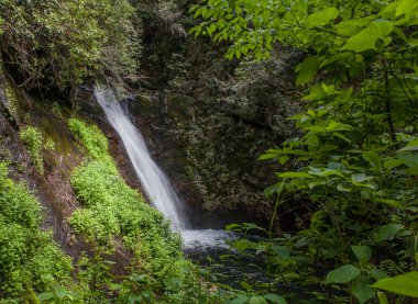 Adliye Pisgah Forest, North Carolina düşüyor