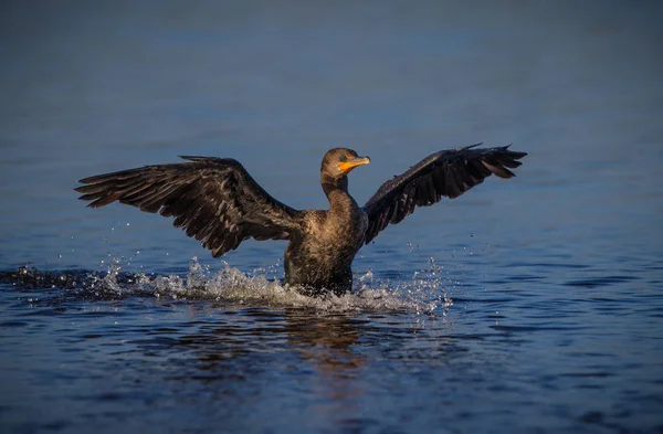 Comorant landt in de wateren rond Venetië Rookery, Florida — Stockfoto