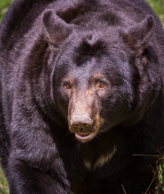 Minnesota büyük kadın kara ayısı