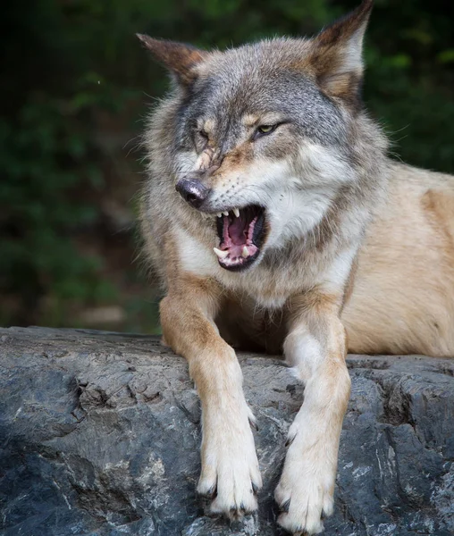 Gray wolf snarls with mouth open