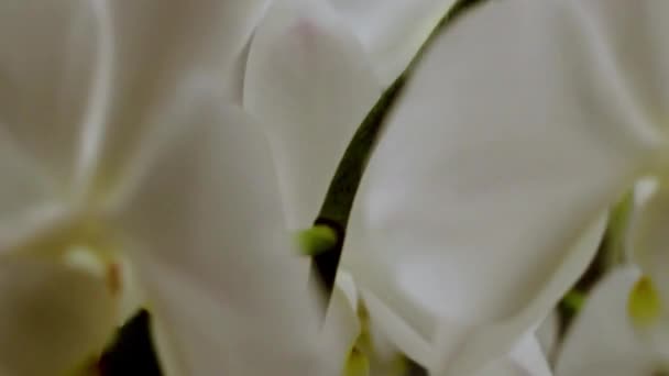 家のインテリアデザインで家の窓に美しい花の白い蘭の花の植物のクローズアップ — ストック動画