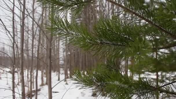 Prachtige Dennentak Zwaaiend Wind Achtergrond Van Winterbos Park Met Jonge — Stockvideo