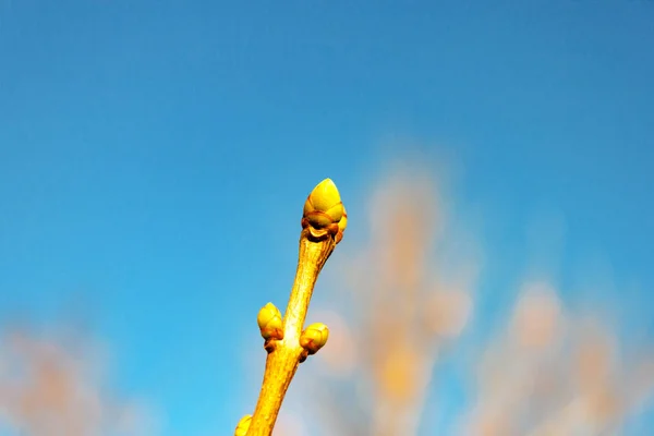 Swollen lilac Bud branch against a clear blue sky blurred natural background close up view. Early spring concept. Swell budding lilac tree leaves. Selective soft focus. Shallow depth of field. Text copy space.