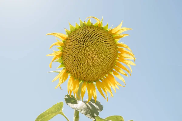 A sunflower against a clear blue sky