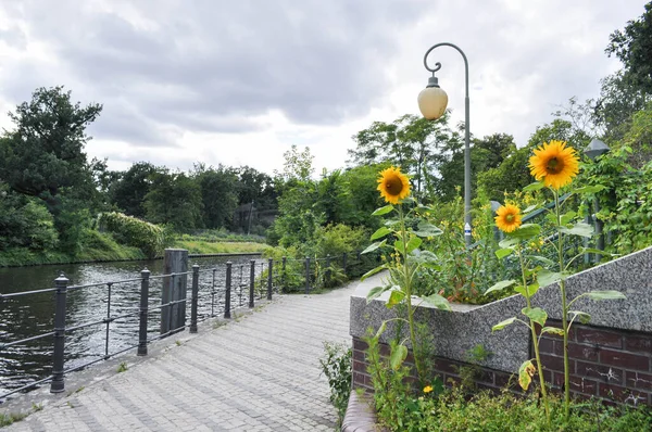 Spree Nehri boyunca ayçiçekleri