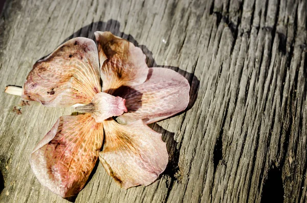 Orchid flower rot on the wooden floor — Stock Photo, Image