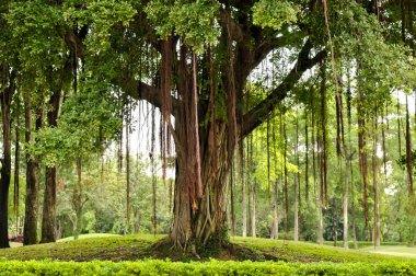Büyük ağaç Park Bangkok Tayland, Hugh ağaç