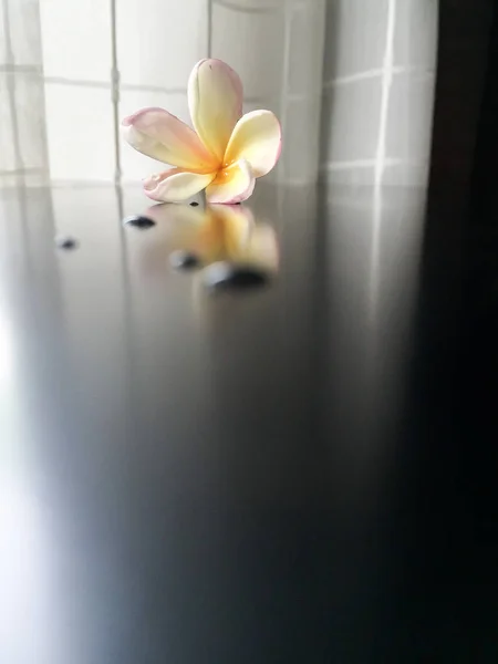 Flor Plumeria na mesa preta, sombra de reflexão — Fotografia de Stock