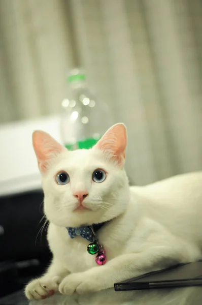 Kat siamese witte kleur iets opzoeken — Stockfoto