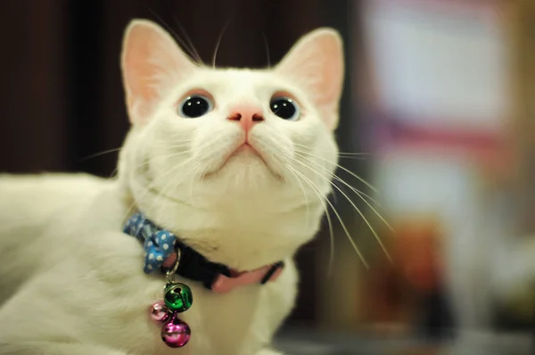 Cat siamese white color looking up something — Stock Photo, Image