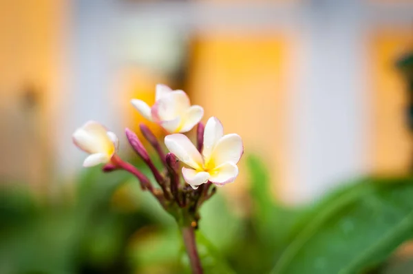 Plumeria flower, πράσινα φύλλα, λευκό ροζ και κίτρινο σε λουλούδι — Φωτογραφία Αρχείου