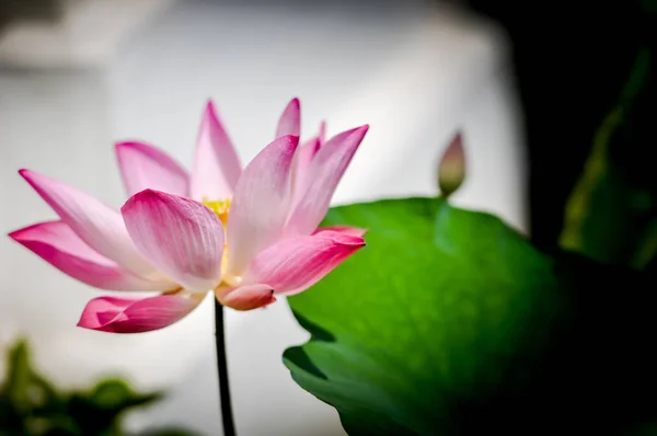 Colore rosa loto nel tempio di Bangkok — Foto Stock