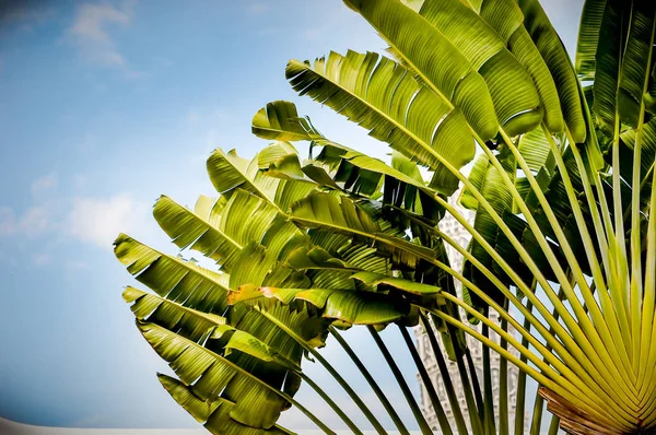 Gezginler palmiye (Ravenala madagascariensis) arka plan mavi gökyüzü