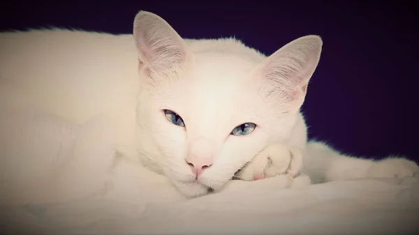 Branco siamês gato azul olho no estúdio — Fotografia de Stock