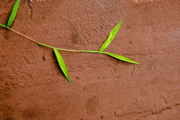 Трава на красной стене — стоковое фото