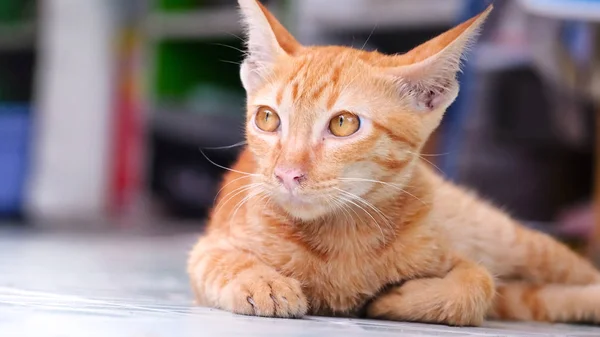 Gato siamês cor laranja — Fotografia de Stock