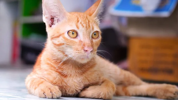 Siamese kat oranje kleur, Thailand kat, schattige kat — Stockfoto
