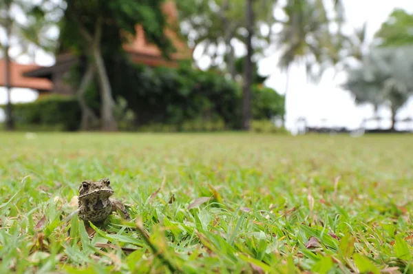 Small frog on the green grass, beautiful green color background — Stock Photo, Image