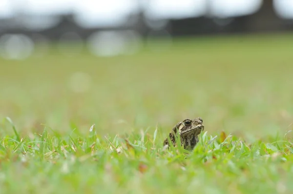 Small frog on the green grass, beautiful green color background