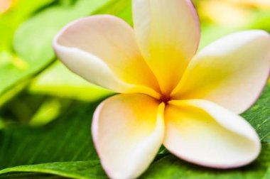 bokeh arka plan, çiçek beyaz, pembe ve sarı renk ile pumeria