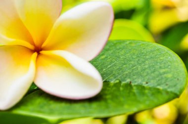 bokeh arka plan, çiçek beyaz, pembe ve sarı renk ile pumeria