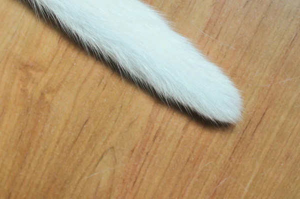 Cola de gato siamés blanco en el suelo de madera — Foto de Stock