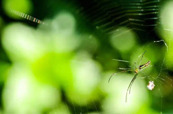 Spinnennetz Vor Grünem Hintergrund Der Natur — Stockfoto