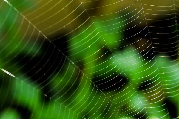 Örümcek ağı doğada yeşil bir arka plan