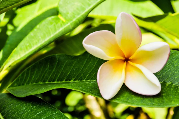 Pumeria Con Fondo Bokeh Flor Blanca Rosa Amarillo —  Fotos de Stock