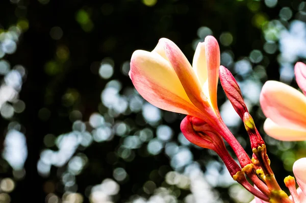 Pumeria Met Achtergrond Bokeh Bloemkleur Wit Roze Geel — Stockfoto