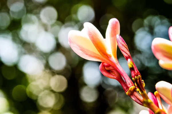 Pumeria Bokeh Φόντο Λευκό Ροζ Και Κίτρινο Χρώμα Των Λουλουδιών — Φωτογραφία Αρχείου