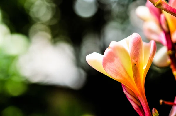 Pumeria Avec Fond Bokeh Fleur Blanche Rose Jaune — Photo