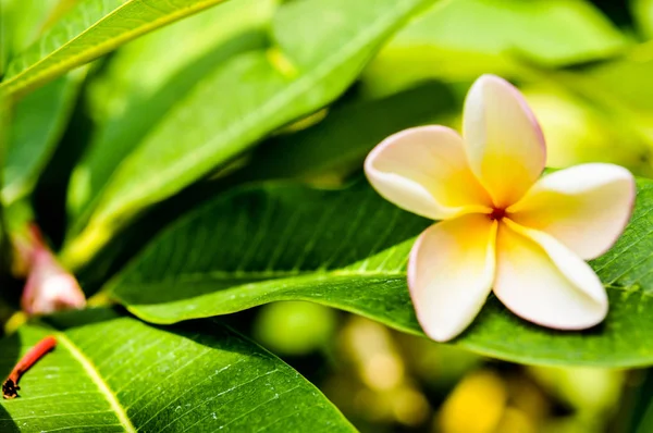 Pumeria Avec Fond Bokeh Fleur Blanche Rose Jaune — Photo