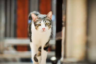 Siyam kedisi Tay yerli kedi, çok şirin ve akıllı ev evde beslenen hayvan