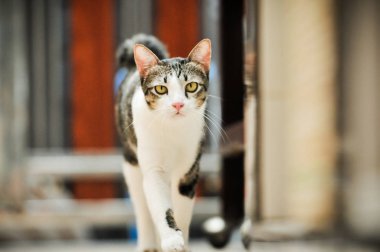 Siyam kedisi Tay yerli kedi, çok şirin ve akıllı ev evde beslenen hayvan
