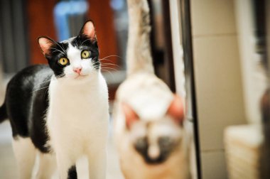 Siyam kedisi Tay yerli kedi, çok şirin ve akıllı ev evde beslenen hayvan