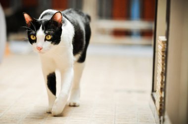 Siyam kedisi Tay yerli kedi, çok şirin ve akıllı ev evde beslenen hayvan