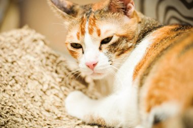 Siyam kedisi Tay yerli kedi, çok şirin ve akıllı ev evde beslenen hayvan