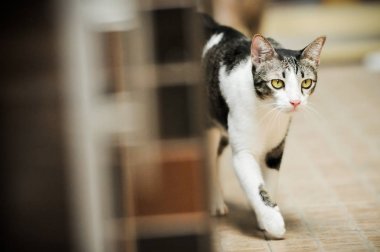 Siyam kedisi Tay yerli kedi, çok şirin ve akıllı ev evde beslenen hayvan