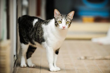 Siyam kedisi Tay yerli kedi, çok şirin ve akıllı ev evde beslenen hayvan