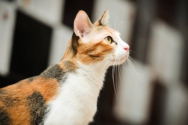 Siyam kedisi Tay yerli kedi, çok şirin ve akıllı ev evde beslenen hayvan