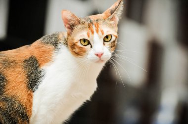 Siyam kedisi Tay yerli kedi, çok şirin ve akıllı ev evde beslenen hayvan